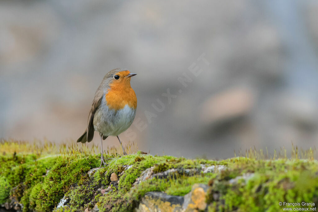 European Robin