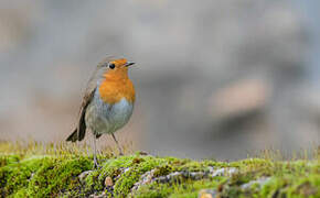 European Robin