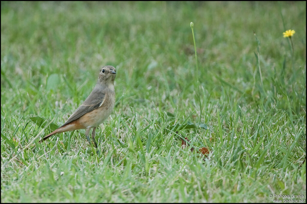 Common Redstart female adult