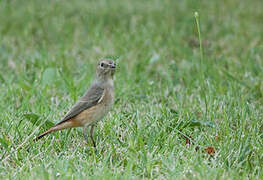 Common Redstart