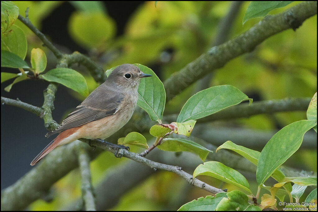 Common Redstart female adult