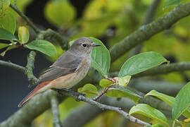 Common Redstart