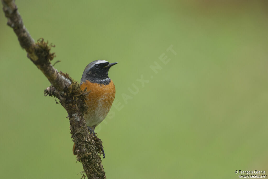 Common Redstartadult