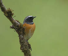 Common Redstart