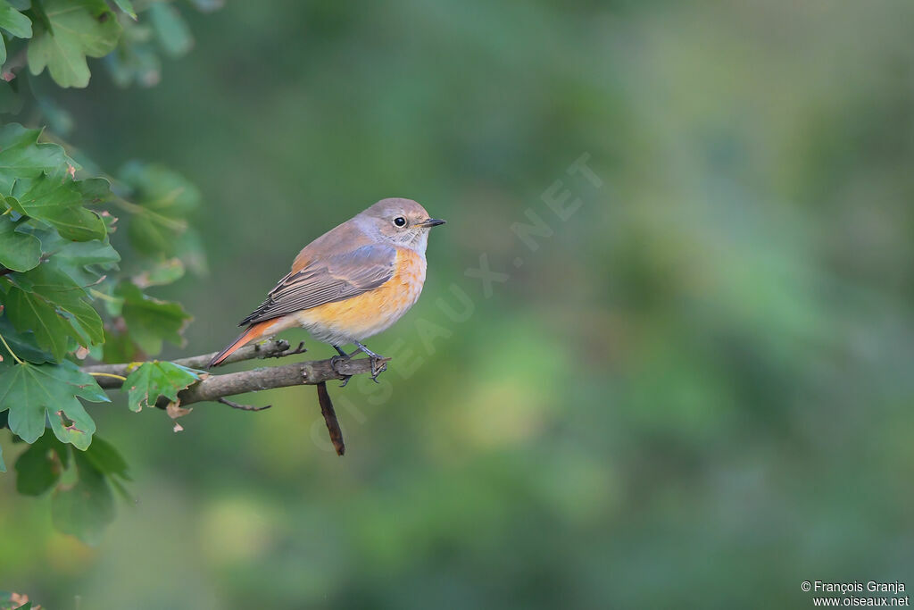 Common Redstart