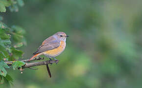 Common Redstart