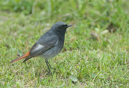 Black Redstart