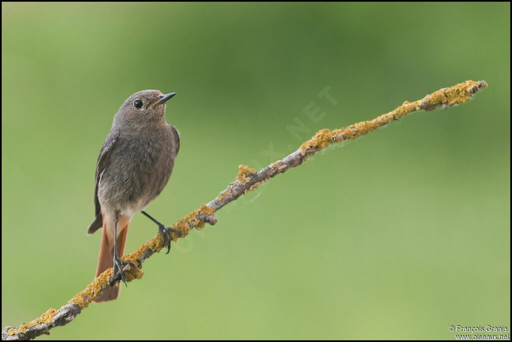 Black Redstart female adult