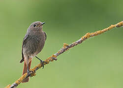 Black Redstart