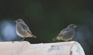 Black Redstart