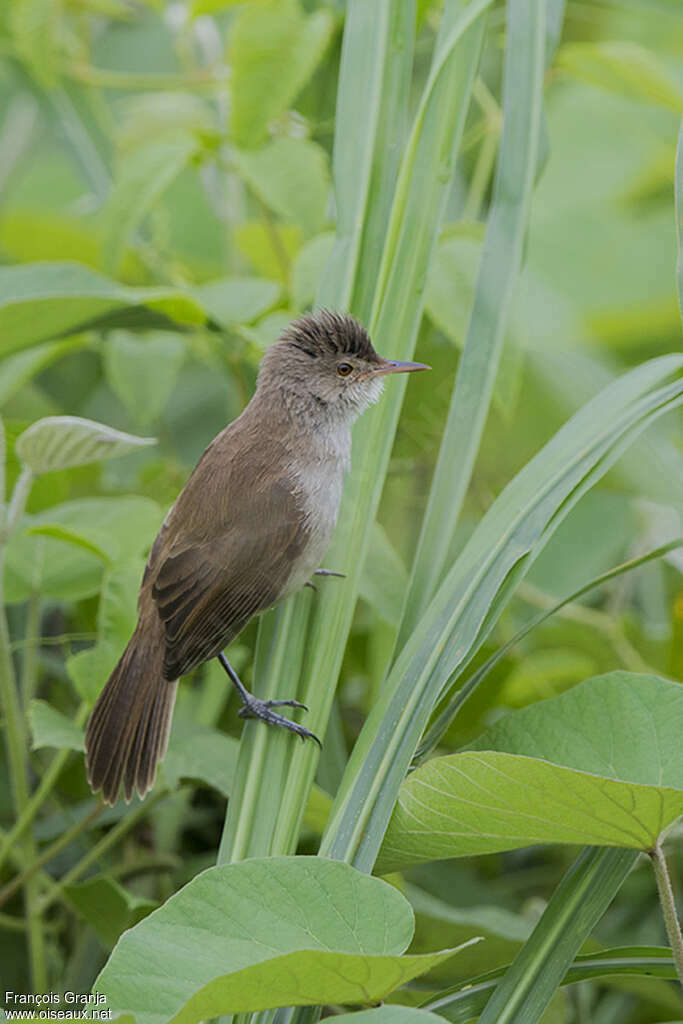 Rousserolle à bec finadulte, identification