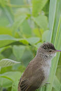 Lesser Swamp Warbler