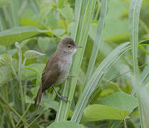 Lesser Swamp Warbler