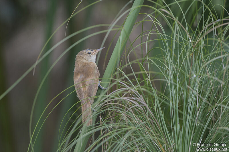 Lesser Swamp Warblerjuvenile