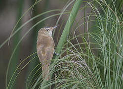 Lesser Swamp Warbler