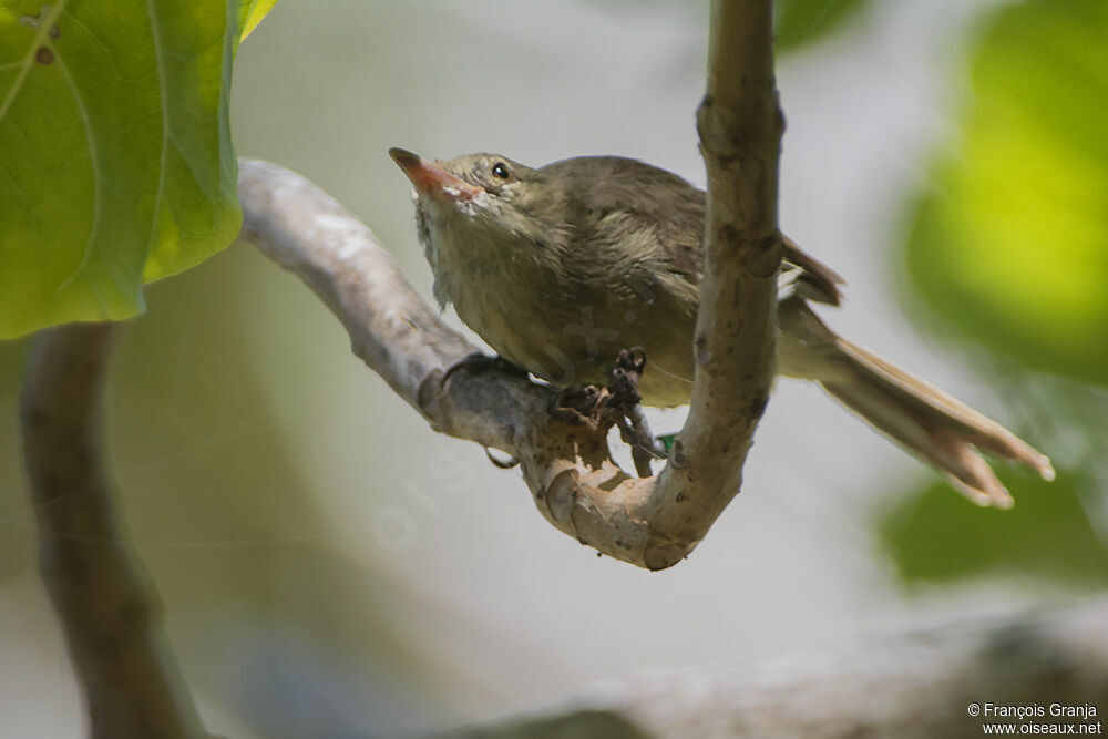 Seychelles Warbleradult