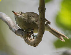 Seychelles Warbler