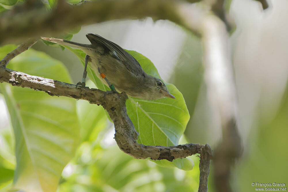 Seychelles Warbleradult