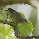 Rousserolle des Seychelles