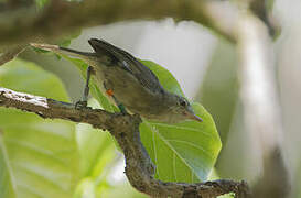 Seychelles Warbler