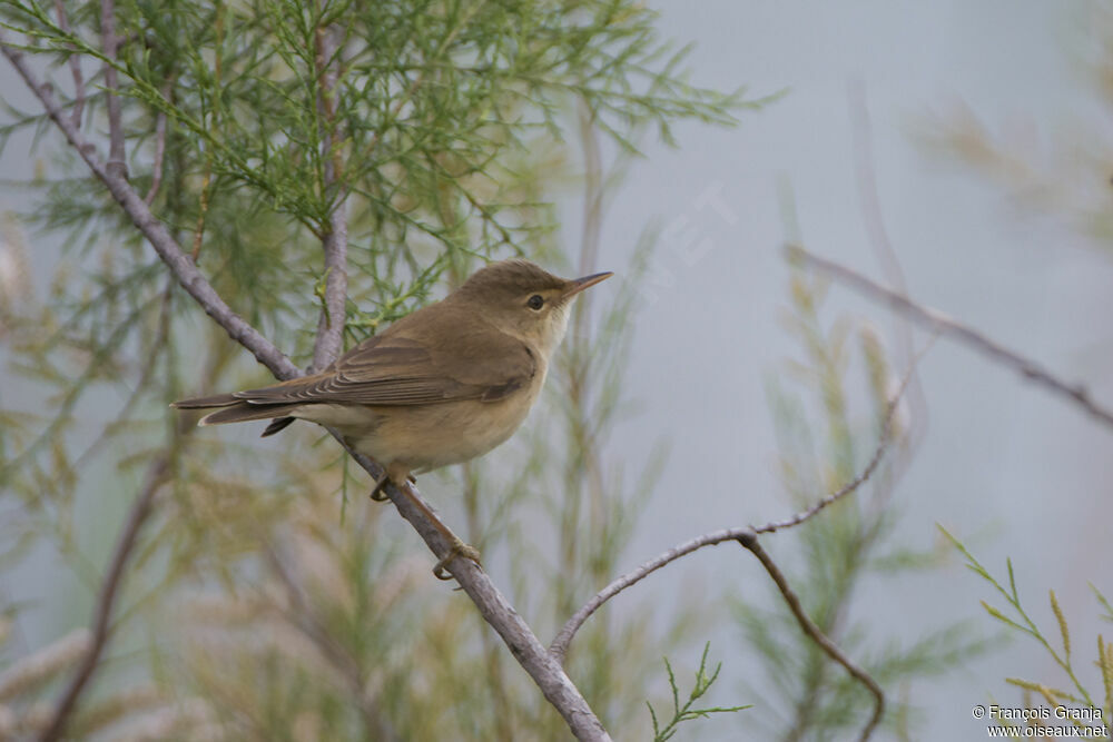 Eurasian Reed Warbleradult