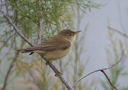 Common Reed Warbler