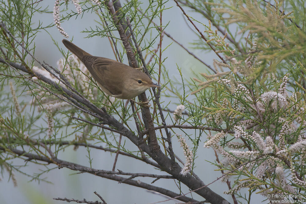 Eurasian Reed Warbleradult