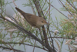 Common Reed Warbler