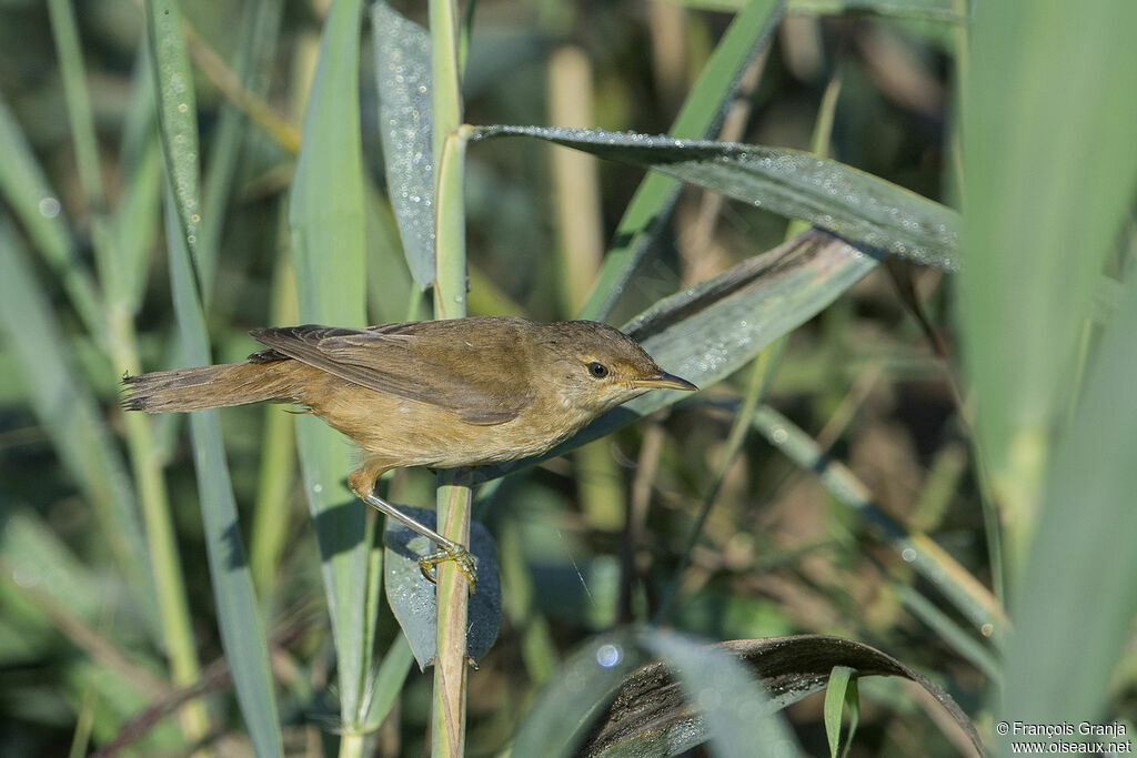 Common Reed Warbler