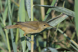 Eurasian Reed Warbler