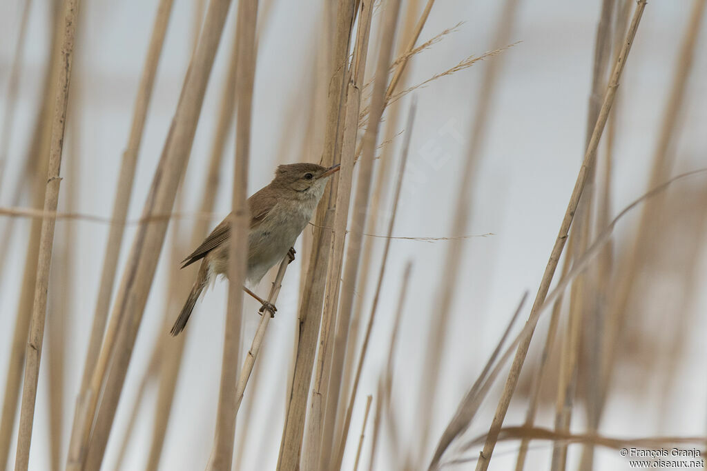 Eurasian Reed Warbler