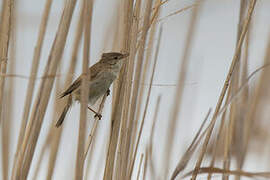 Common Reed Warbler