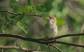 Clamorous Reed Warbler