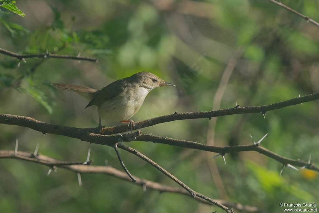 Clamorous Reed Warbler