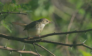 Clamorous Reed Warbler