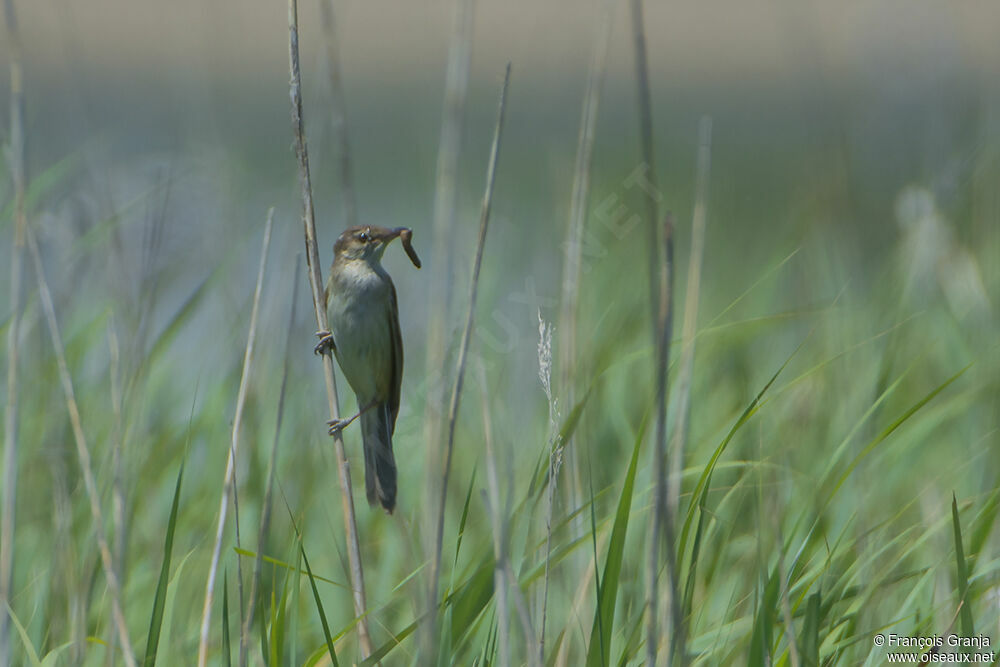 Great Reed Warbleradult