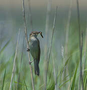 Great Reed Warbler