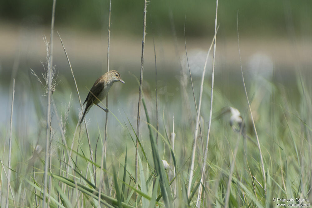 Great Reed Warbleradult