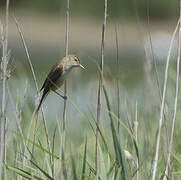 Great Reed Warbler