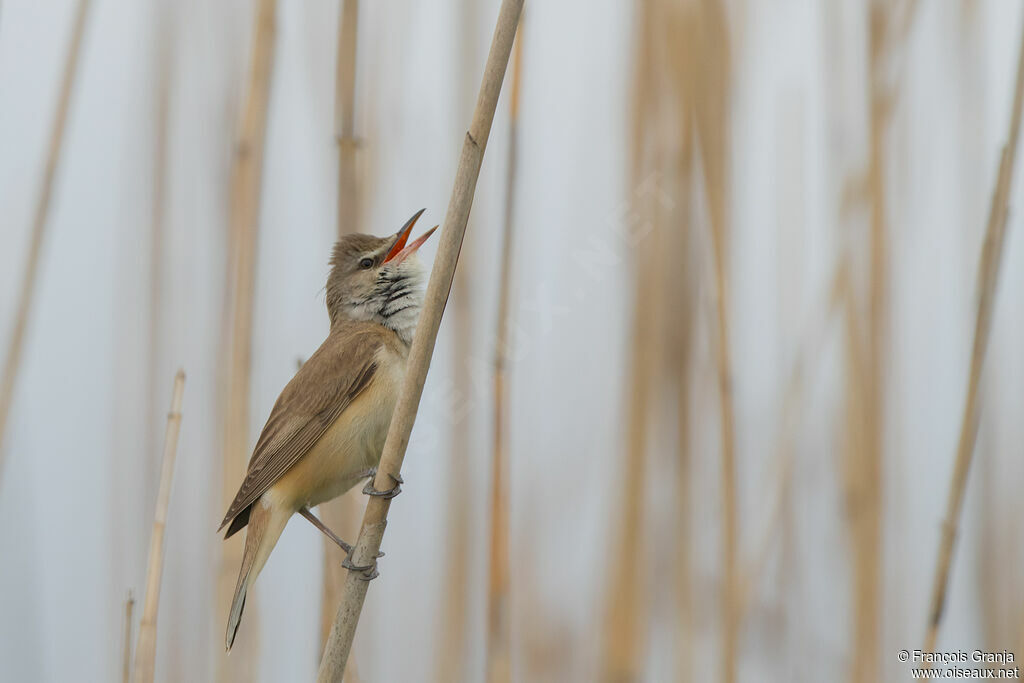 Great Reed Warbler