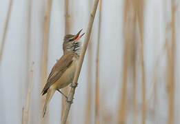 Great Reed Warbler