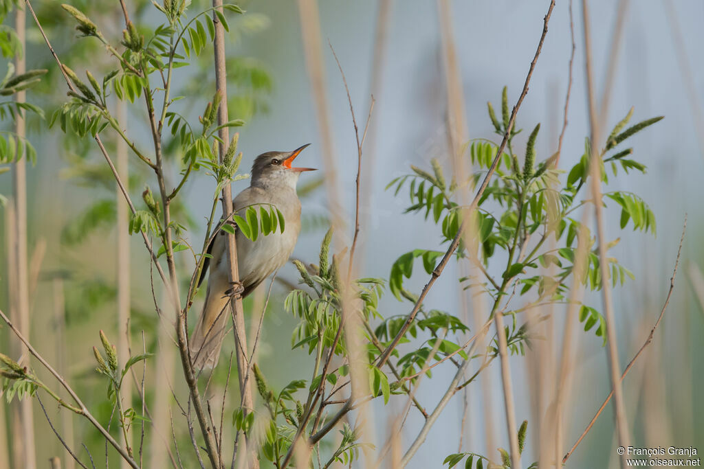 Great Reed Warbler