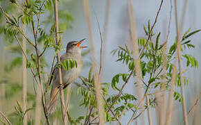 Great Reed Warbler