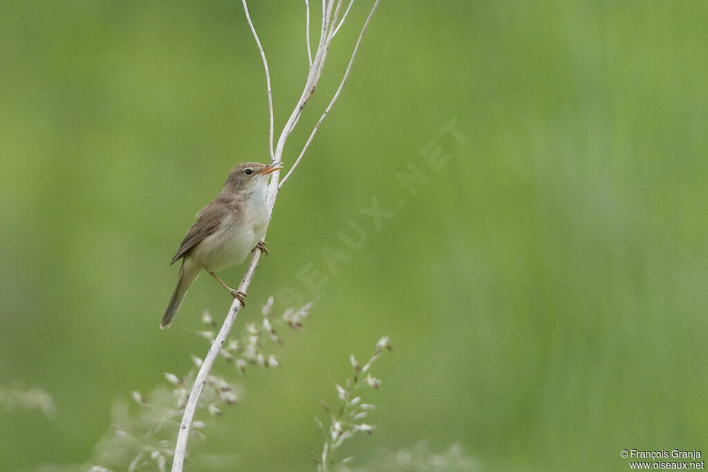 Marsh Warbleradult