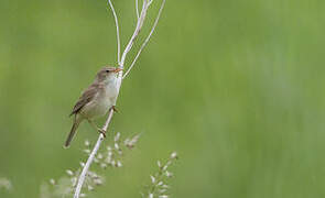 Marsh Warbler