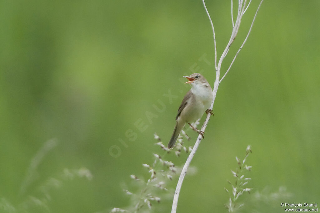 Marsh Warbleradult