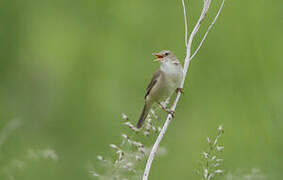 Marsh Warbler