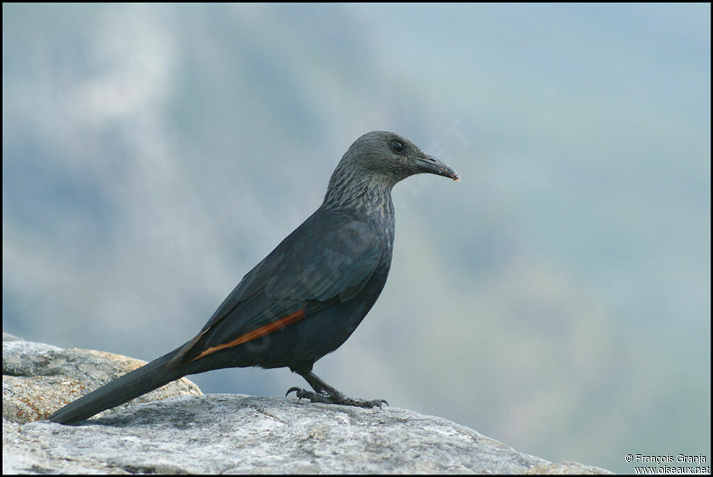 Red-winged Starling