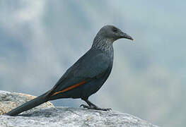 Red-winged Starling