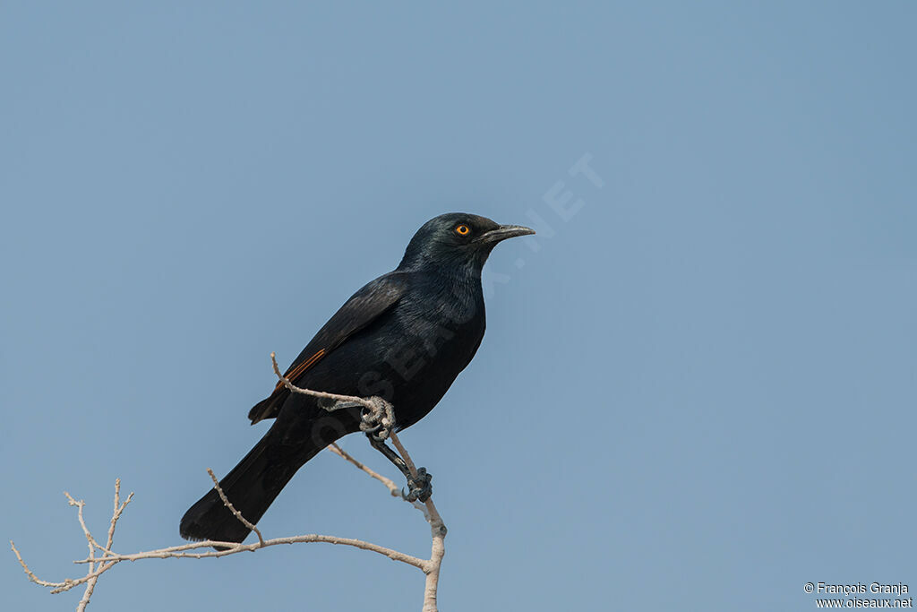 Pale-winged Starling